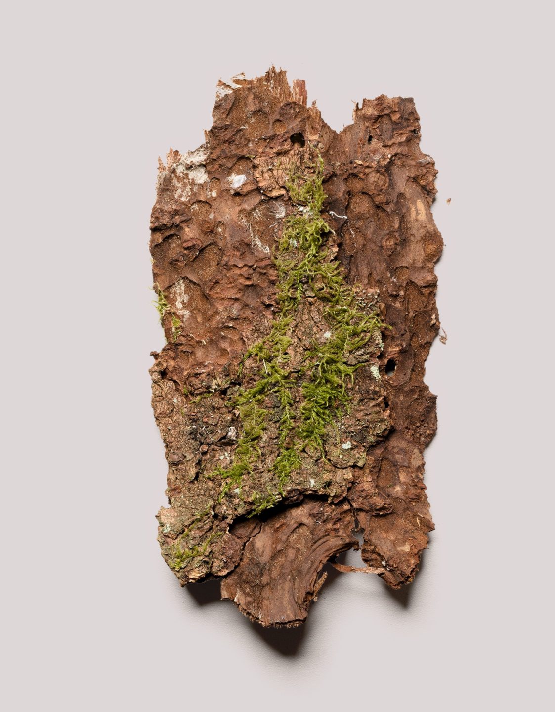 mossy tree bark
