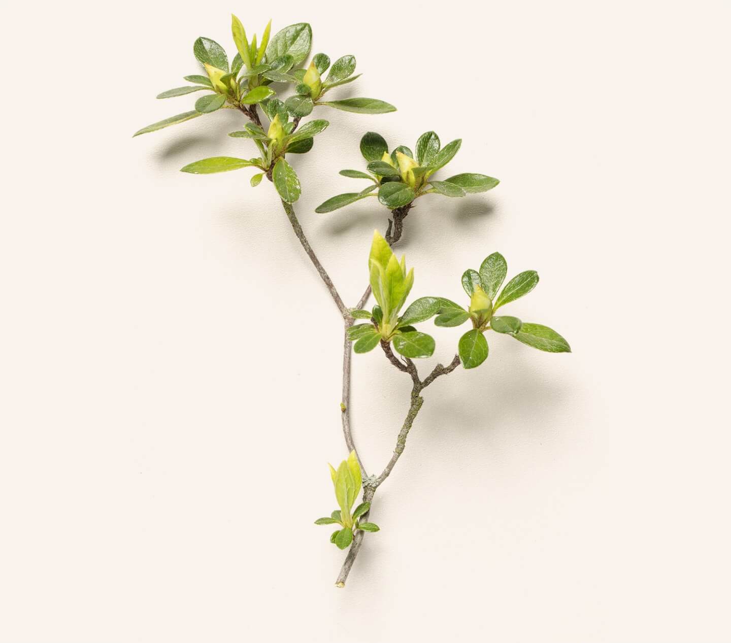picture of branch