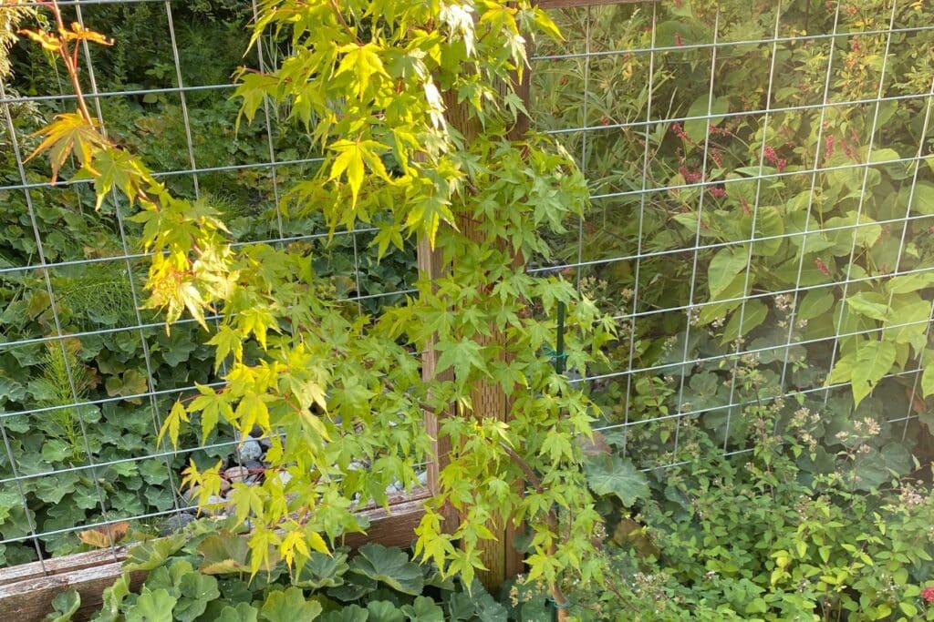 japanese maple