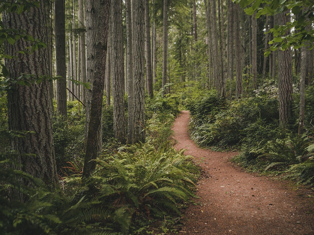 forest in the pacific northwest where recompose human composting soil is delivered